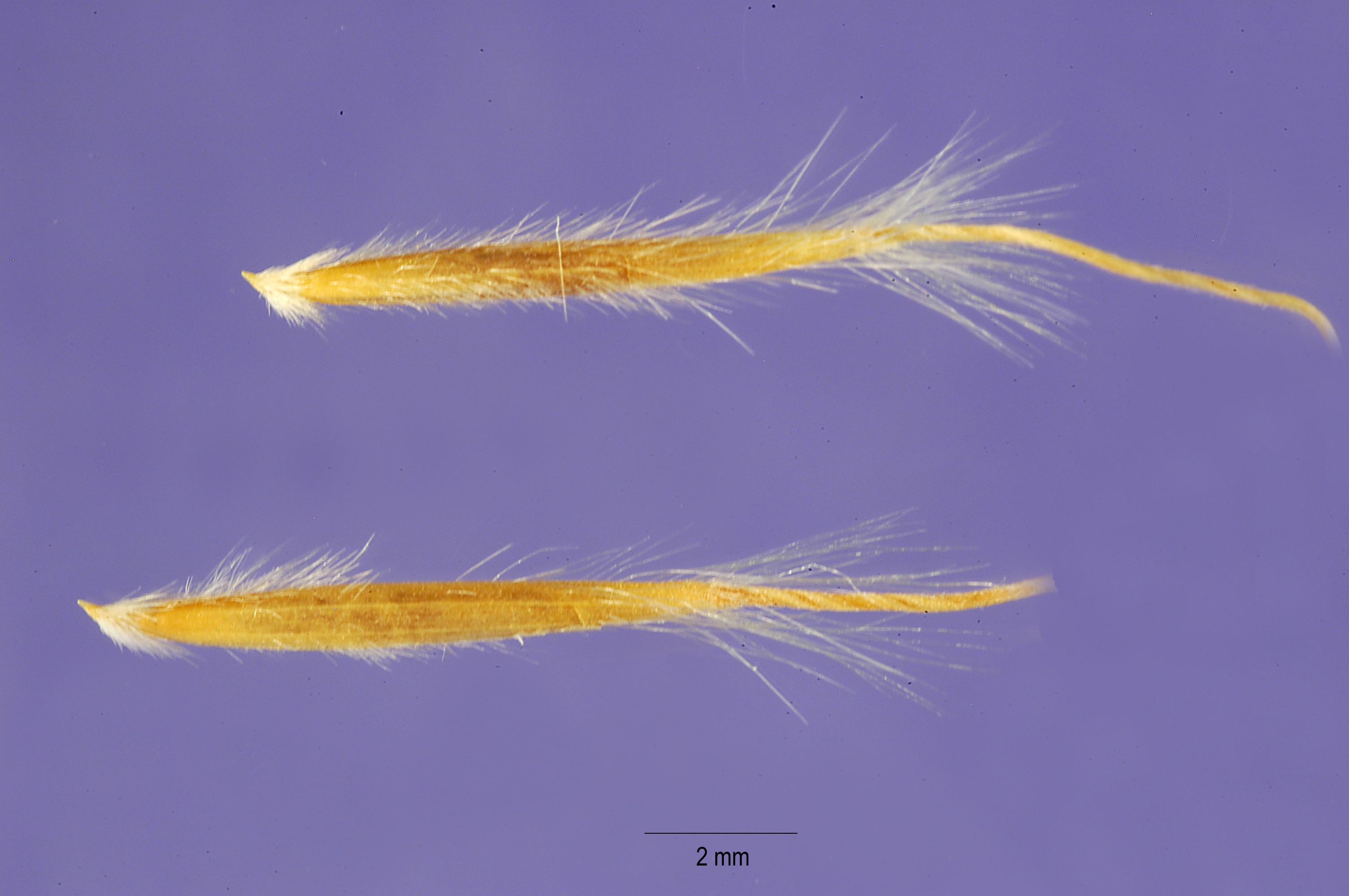 Close-up photograph of Scribner needlegrass seedheads
