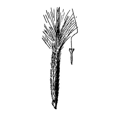 Line drawing of seedhead showing the arrow-like shape of its component parts.