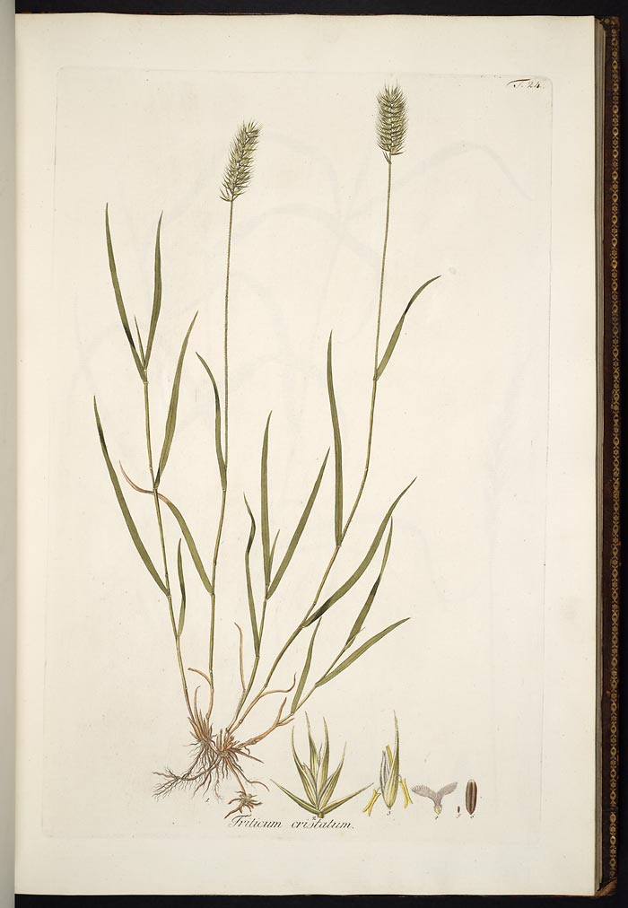 Botanical illustration showing full plants, including dense seedhead, leaf blades, and roots