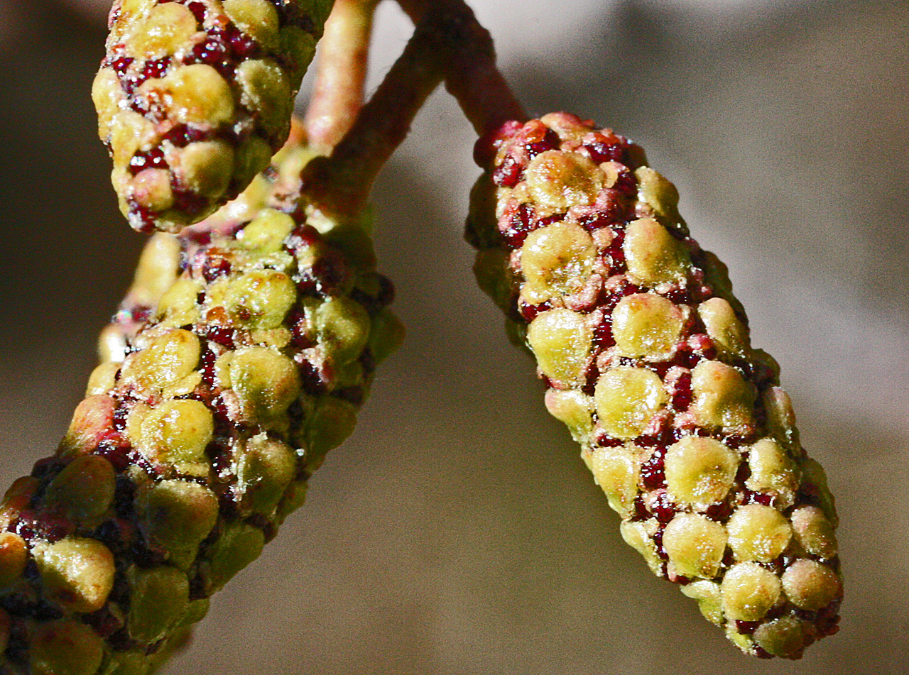Knobby texture and green-red coloration of the catkins