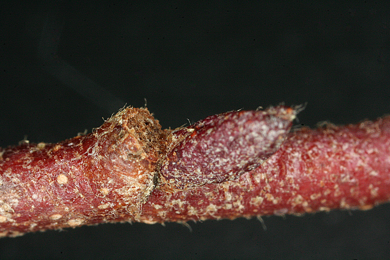 Close-up of twig showing reddish coloration and fuzzy texture