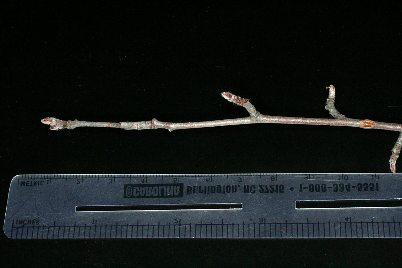 Twig with reddish-brown buds
