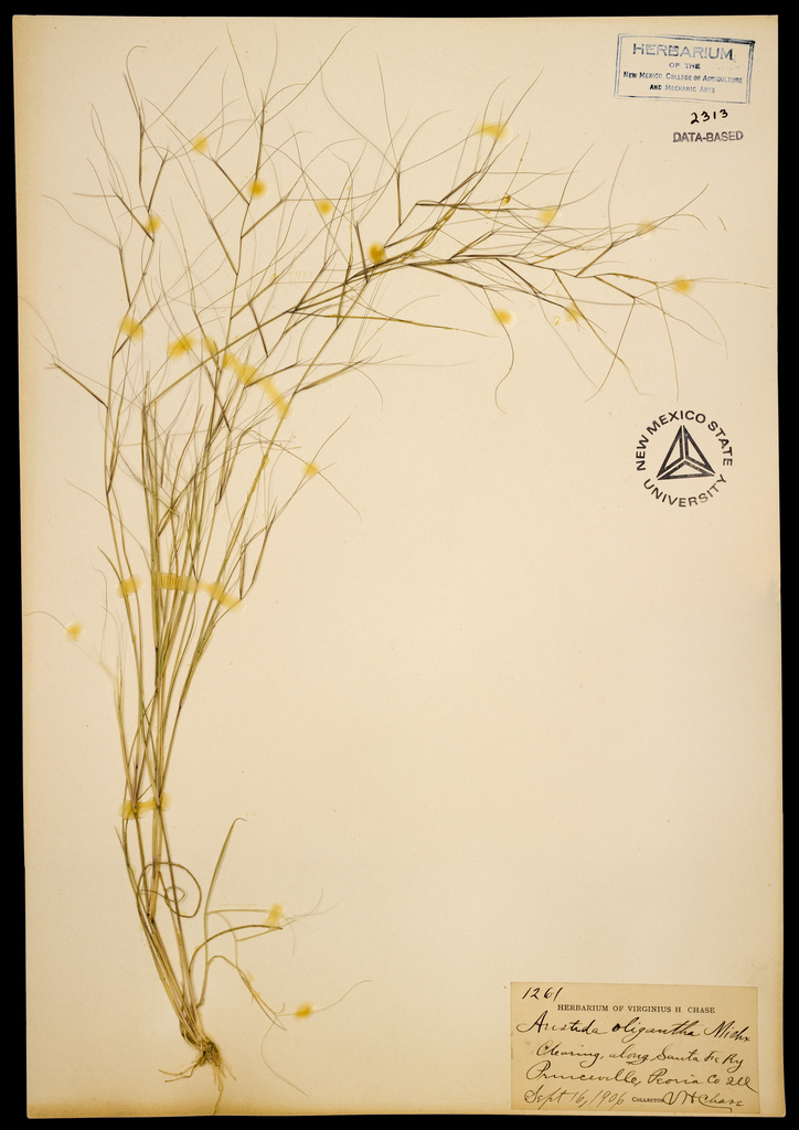 Herbarium specimen showing base, stems, leaves, and inflorescences of Aristida oligantha