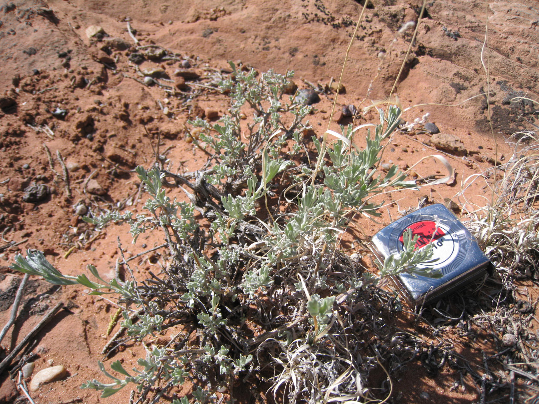 Bigelow sagebrush with tape measure, which show relatively small stature of this dwarf sagebrush