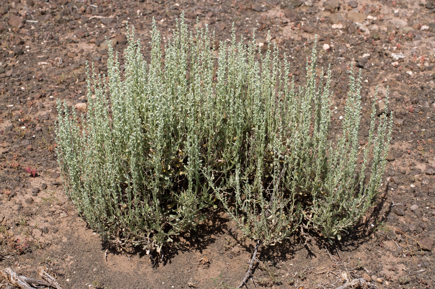 Growth habit with upright stems and compact stature