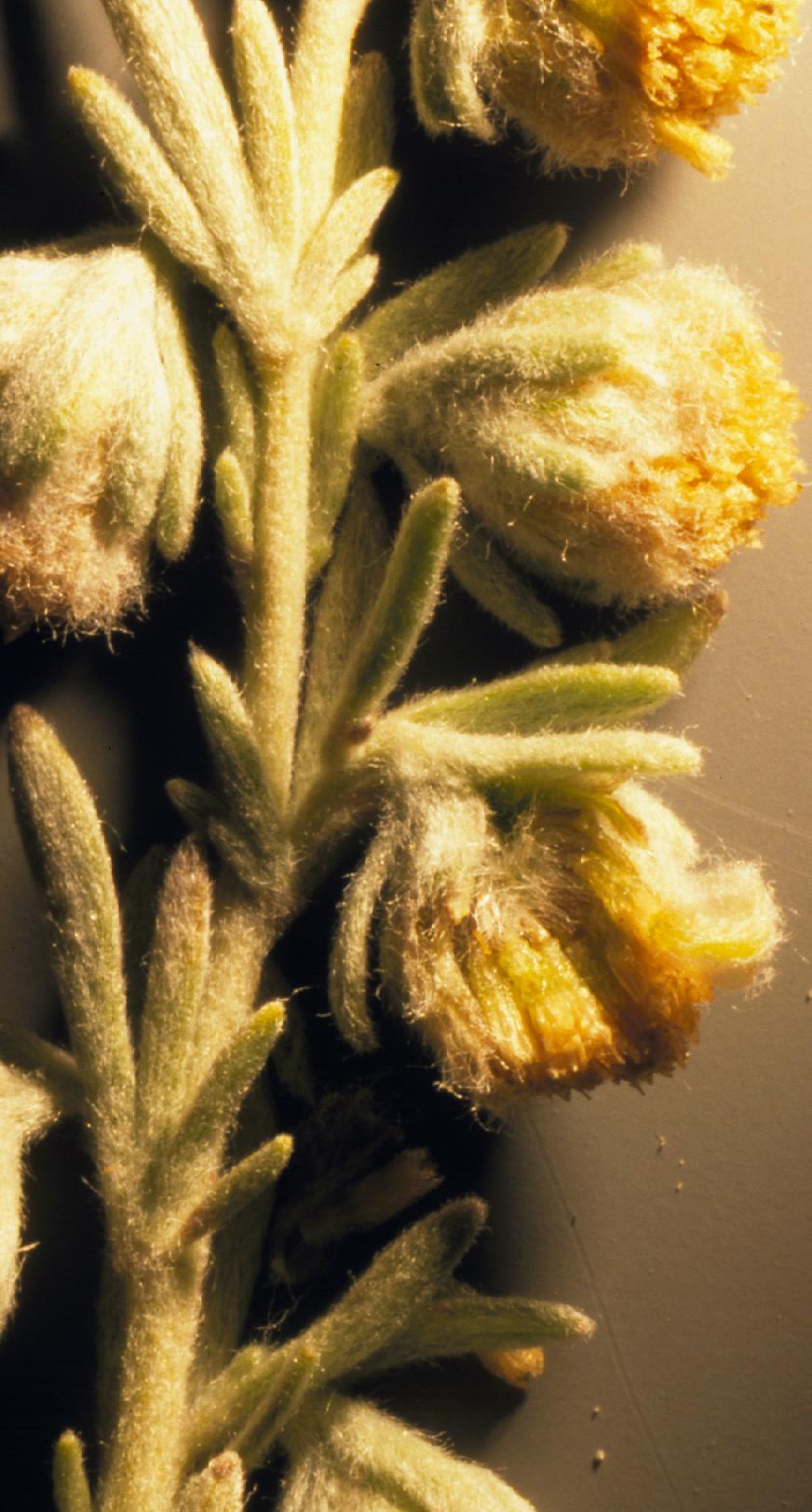 Close-up of inflorescence showing fuzzy stems, small leaves, and tiny yellow flowers surrounded by fuzzy bracts
