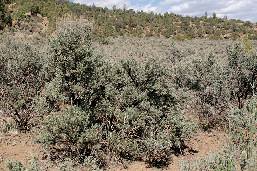 Example scrubland habitat with several sagebrushes in situ