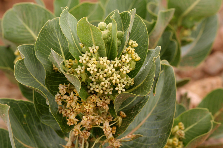 Flowers and broad, light green foliage of Asclepias latifolia