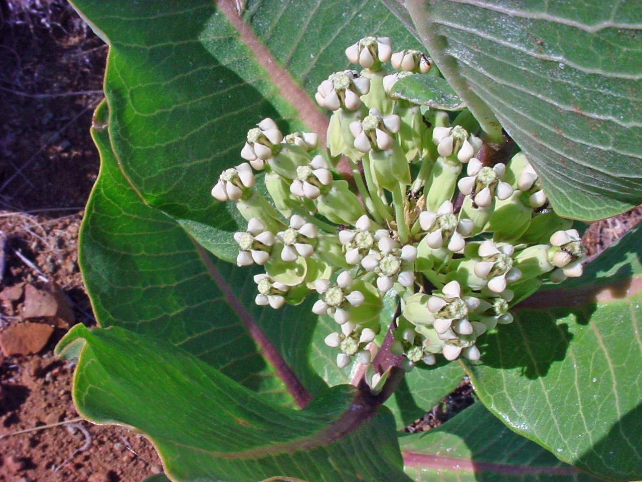 Small white flowers in the foreground; undersides of veined leaves in the background.