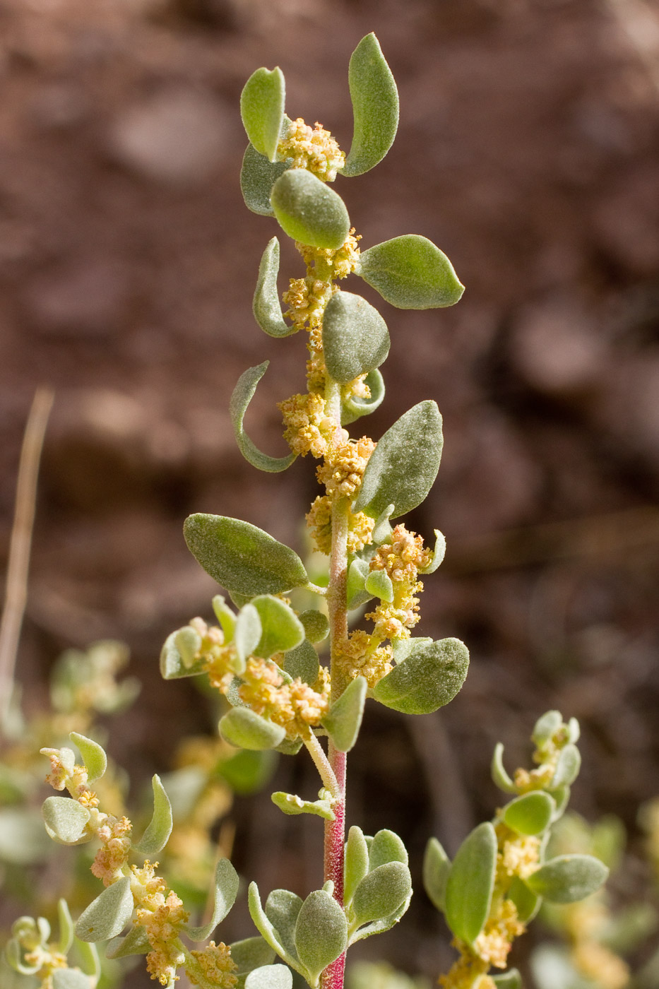 Small yellow flowers adjacent to stem; light green, fuzzy leaves are upturned