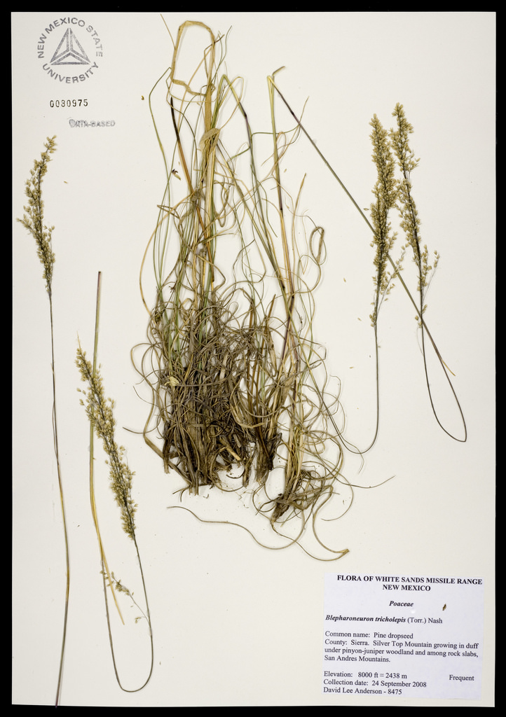Herbarium specimen showing bunch habit of this grass, as well as the delicately seeded panicles