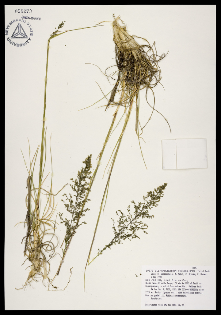 Herbarium specimen showing panicles with their delicate, loose spikelets and seeds