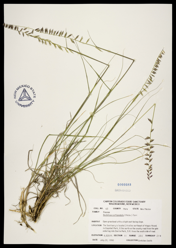 Herbarium specimen showing root clumps, stalks, and distinctive seedheads