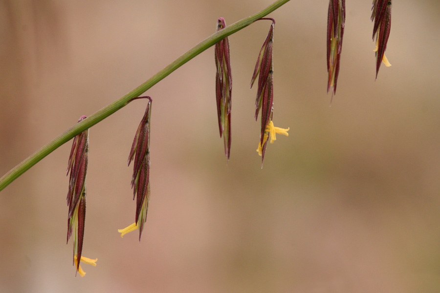 Reddish-brown spikes flowering