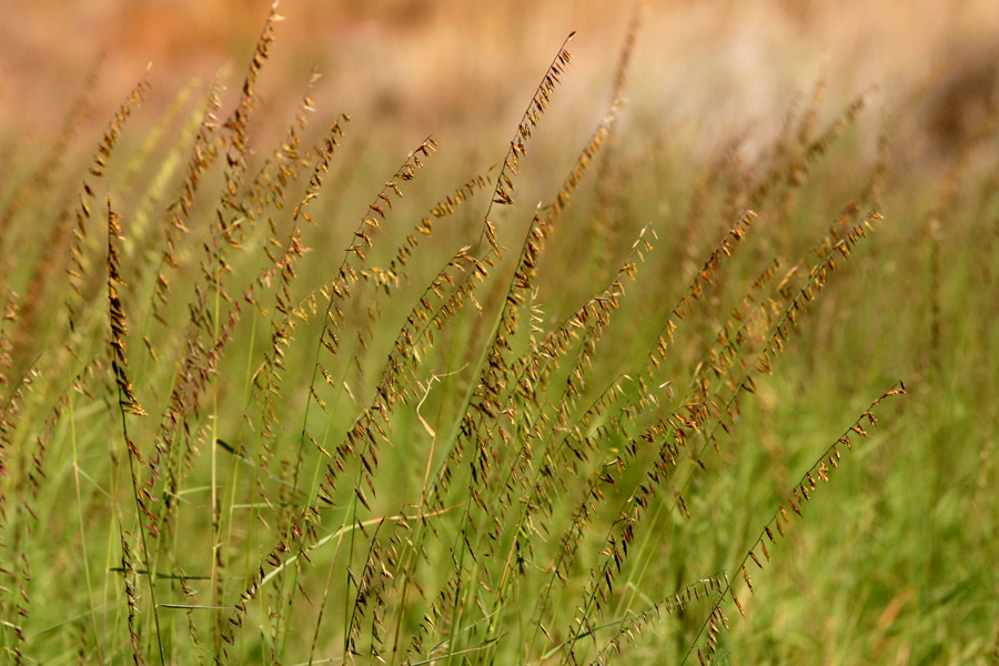 A swath of sideoats grama with spikes along stems