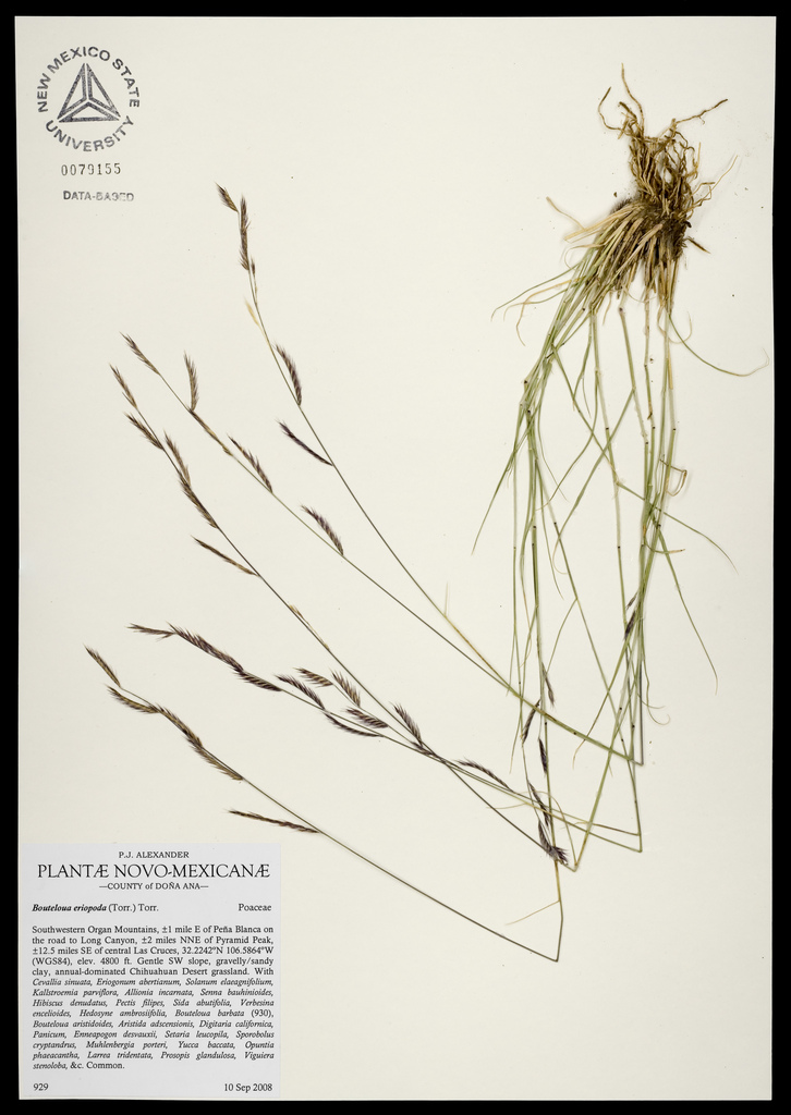 Herbarium specimen showing slender stems and seedheads as well as roots
