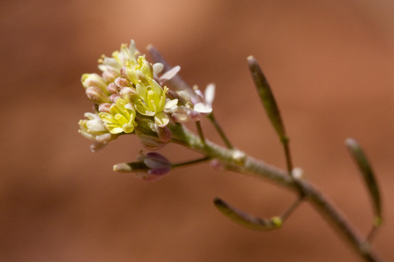 Small yellow Descurainia pinnata flowers at the end of a stem with seedpods below