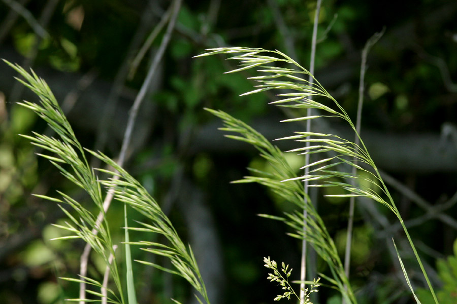 Feathery structure of panicle bending the stem with its weight