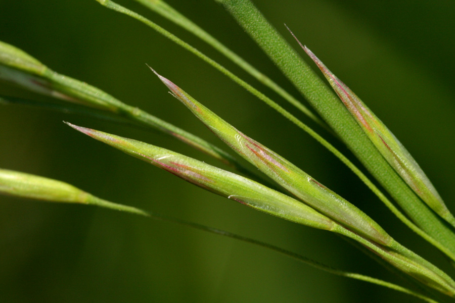 Close-up of red-tinged green seeds