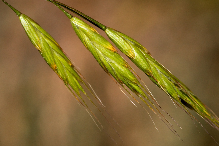 Green spikelets with closely appended seeds and protruding awns
