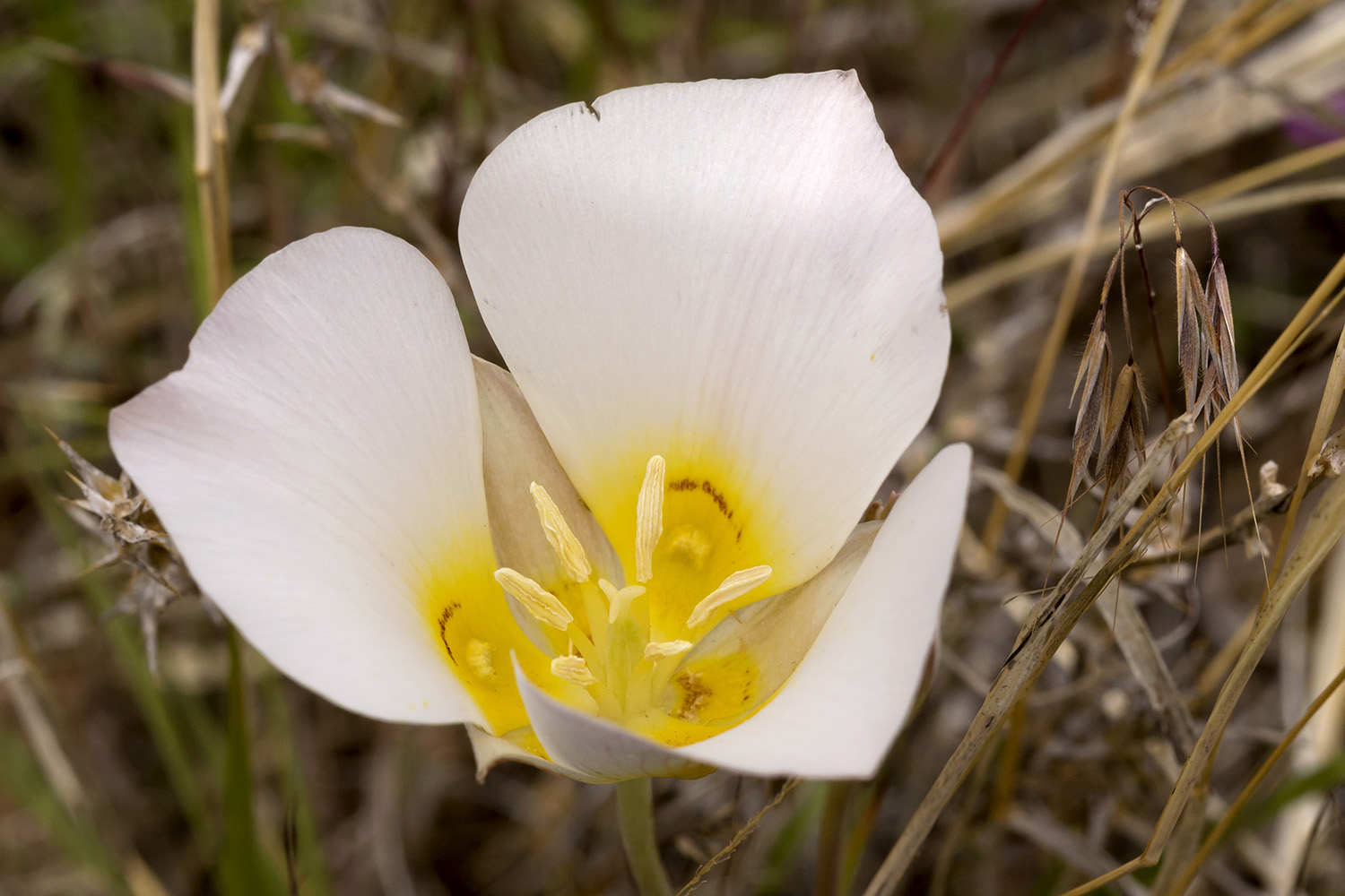 A white flower with yellow toward the center, and tiny brownish red lines marking the yellow sections