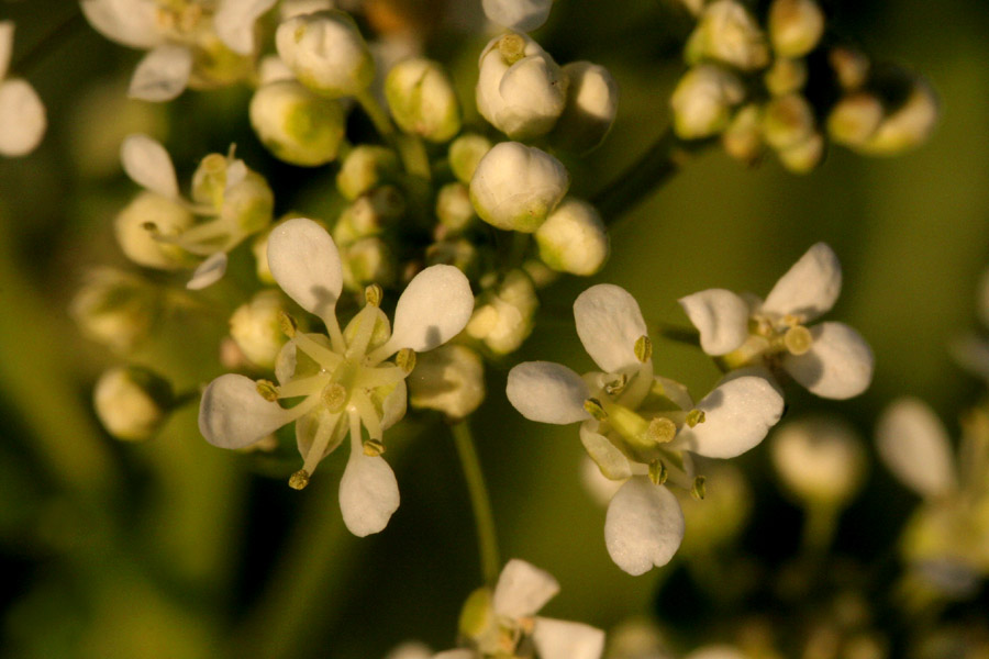 Close-up of the small white flowers, which have the characteristic crosslike, four petal arrangement common in the mustard family
