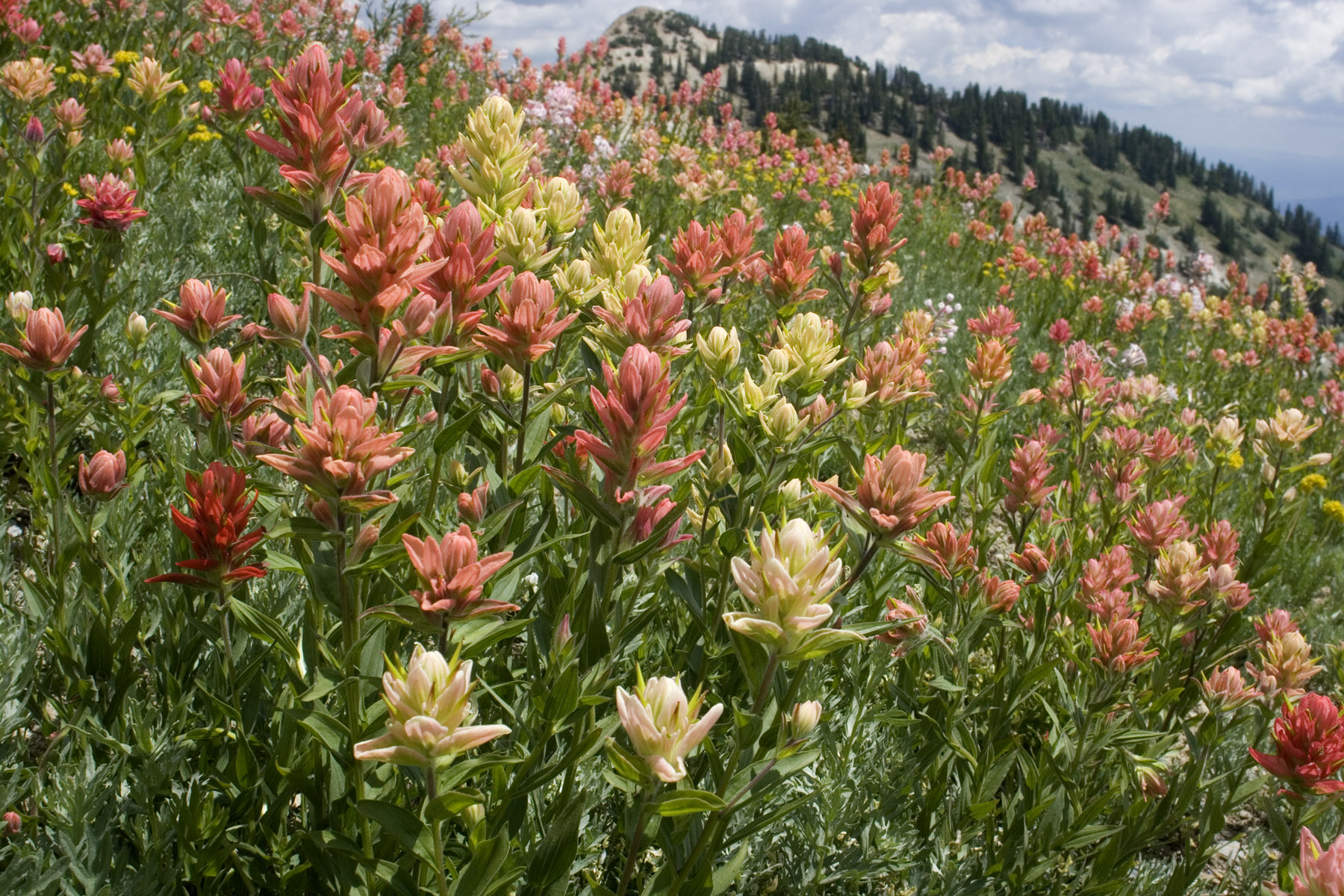 A field of Indian paintbrush displaying a variety of yellows and pinks