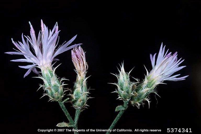 Various stages of bloom with distinctive involucres with protruding bract tips