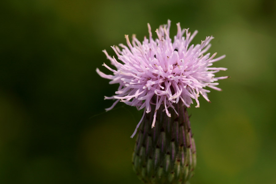 Fluffy pink top of the flower with involucre shaped like a vase beneath