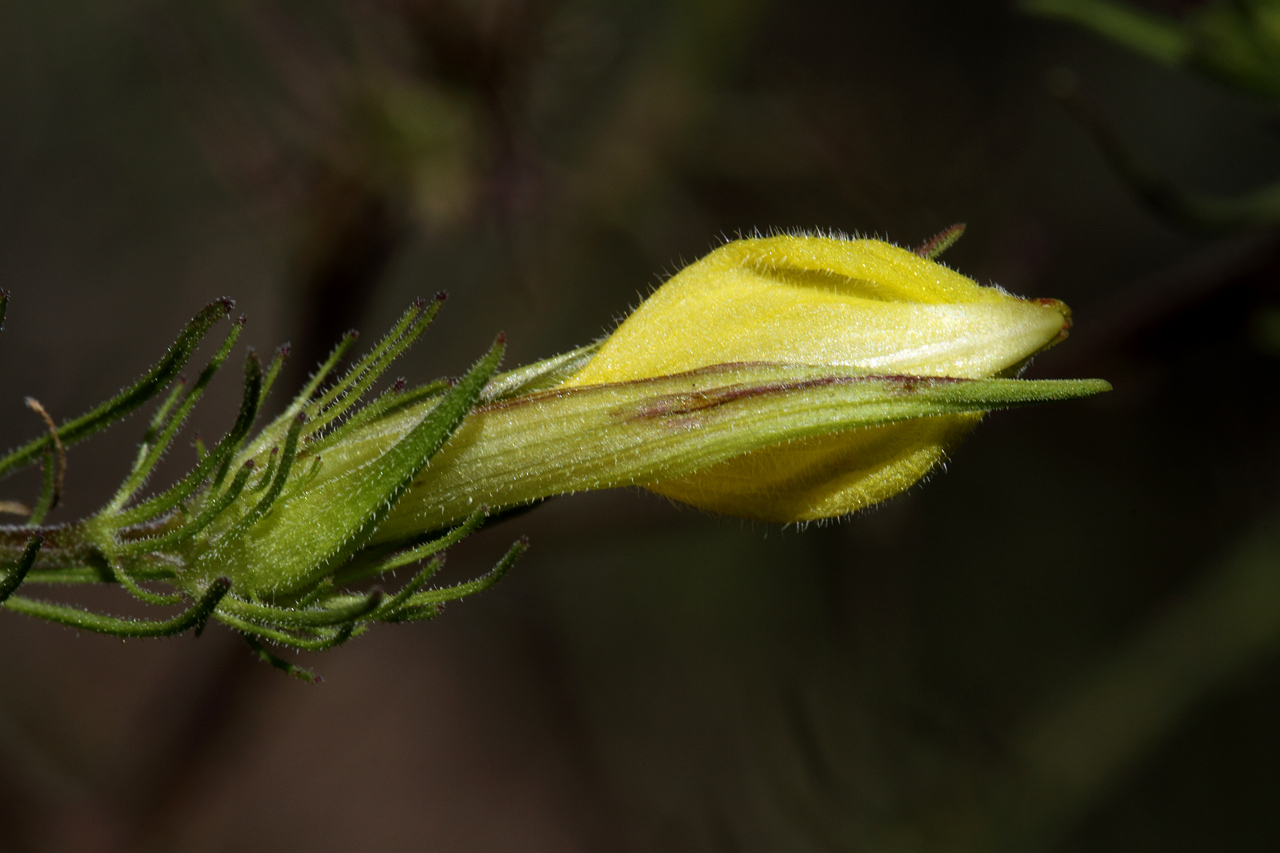 Yellow flower with sepals partially covering it