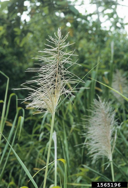 Inflorescence of pampas grass are light and feathery and much larger than those of many other grasses