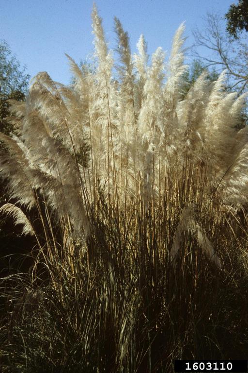 Stems of pampas grass clustered densely with luxuriant, whitish inflorescences filling out the tops of the stems. Seedheads can also have a lavender cast to them.