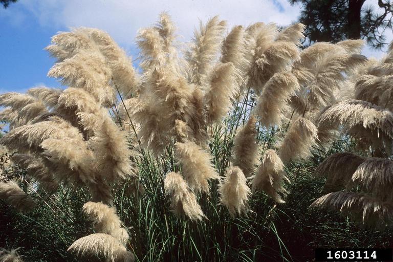 This clump of pampas grass shows the tall, dark green leaf blades