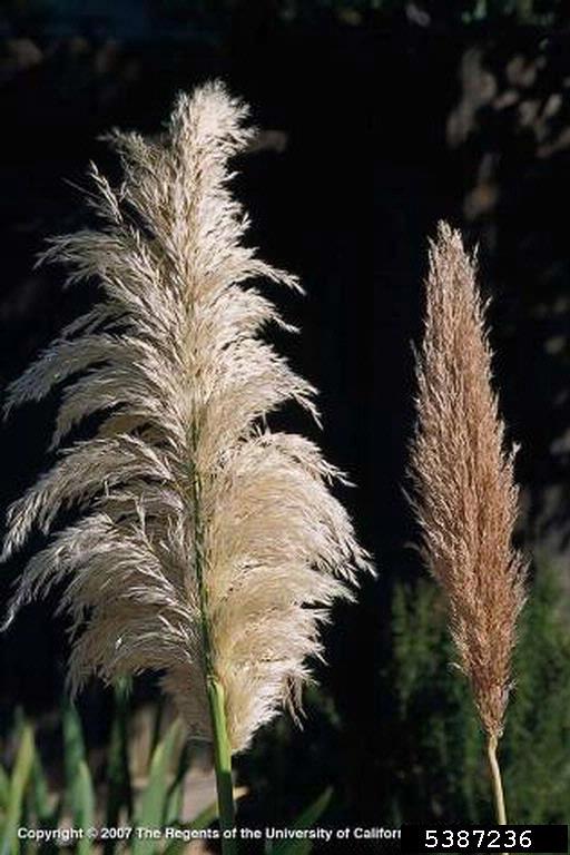 Two examples of inflorescences, female and male. Female flowers are lighter and more feathery. Male inflorescence is a light brown with a much more compact profile.