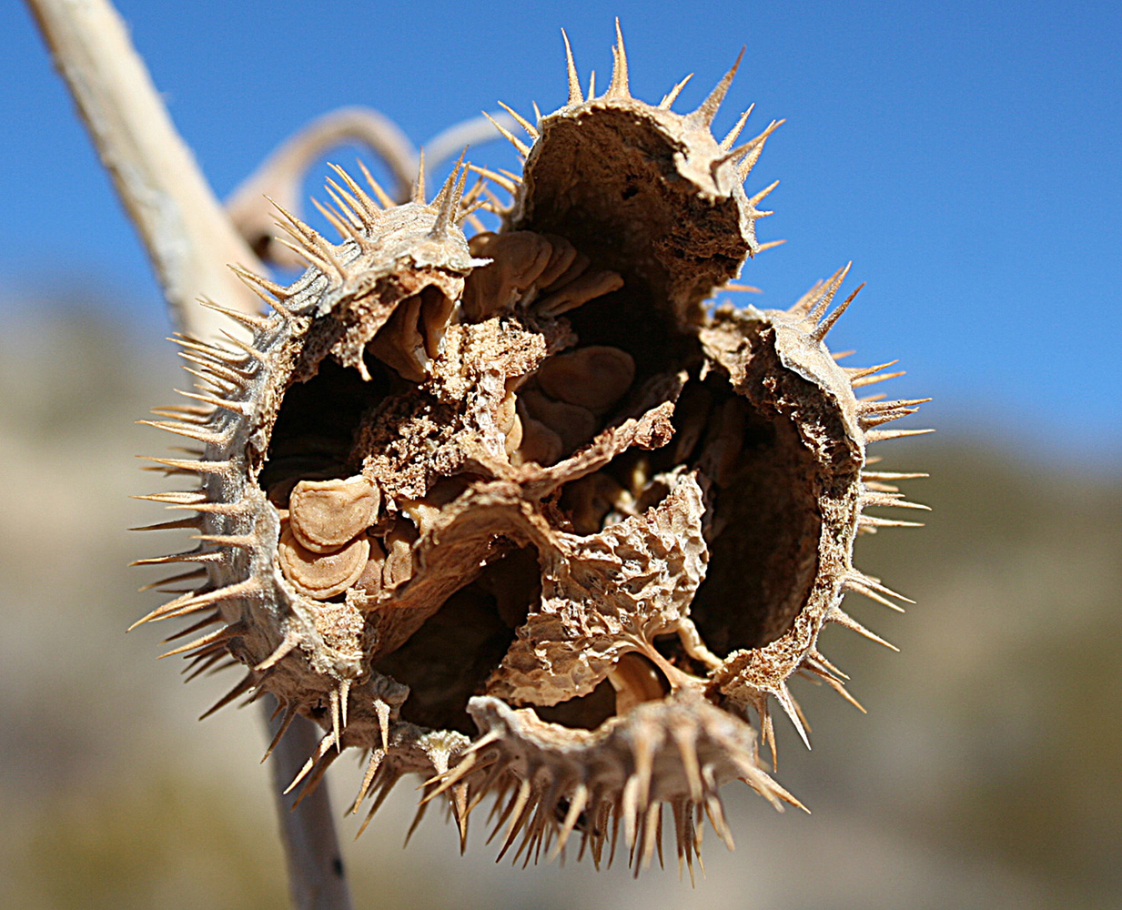 Dried spiny seed pod showing four sections.