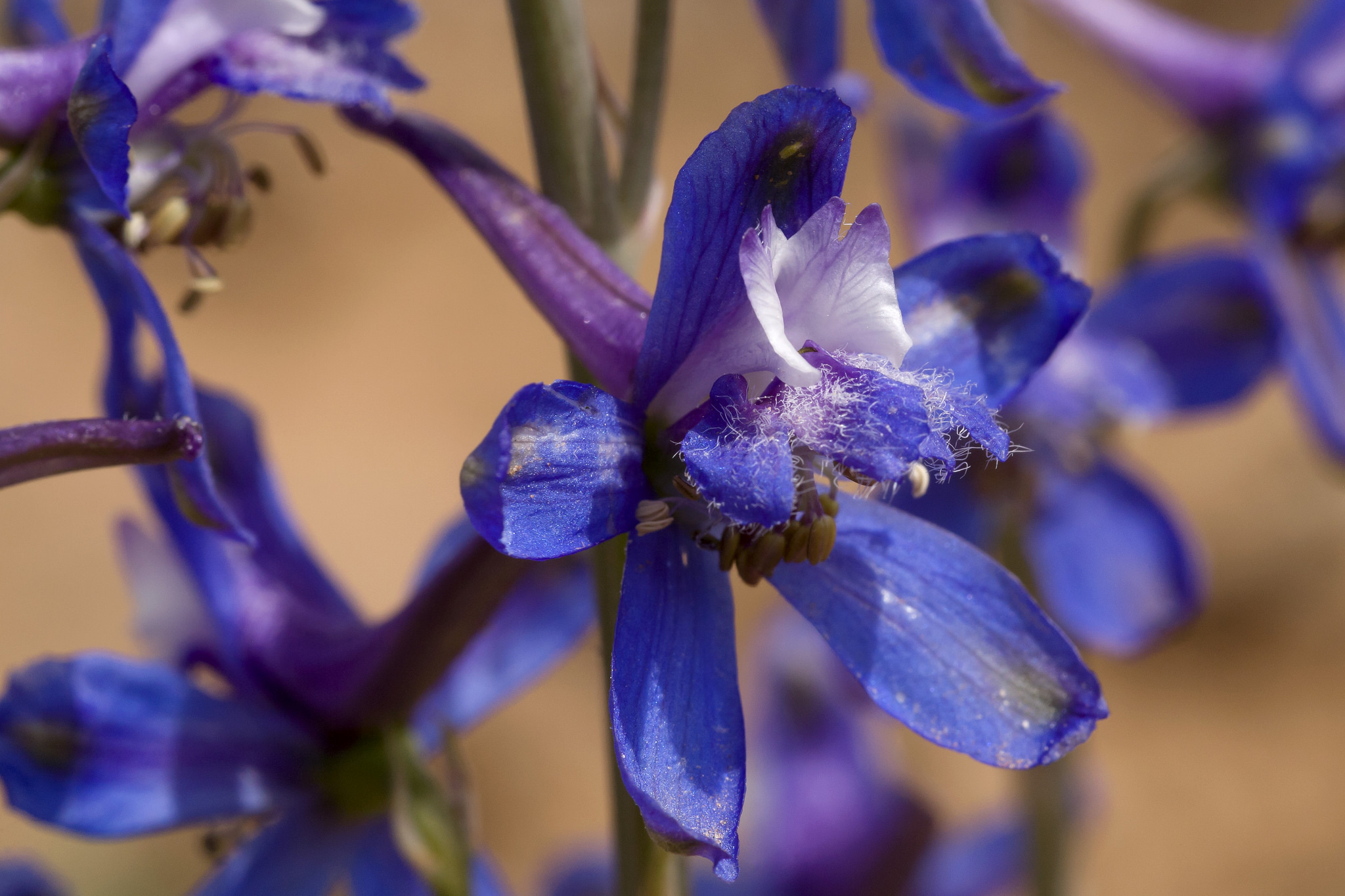 Close-up of Delphinium scaposum showing complex floral parts and fuzz on one of the petals