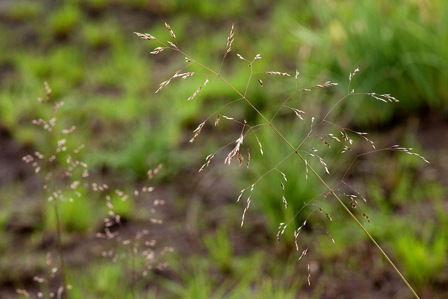 Feathery light panicle with tiny seeds