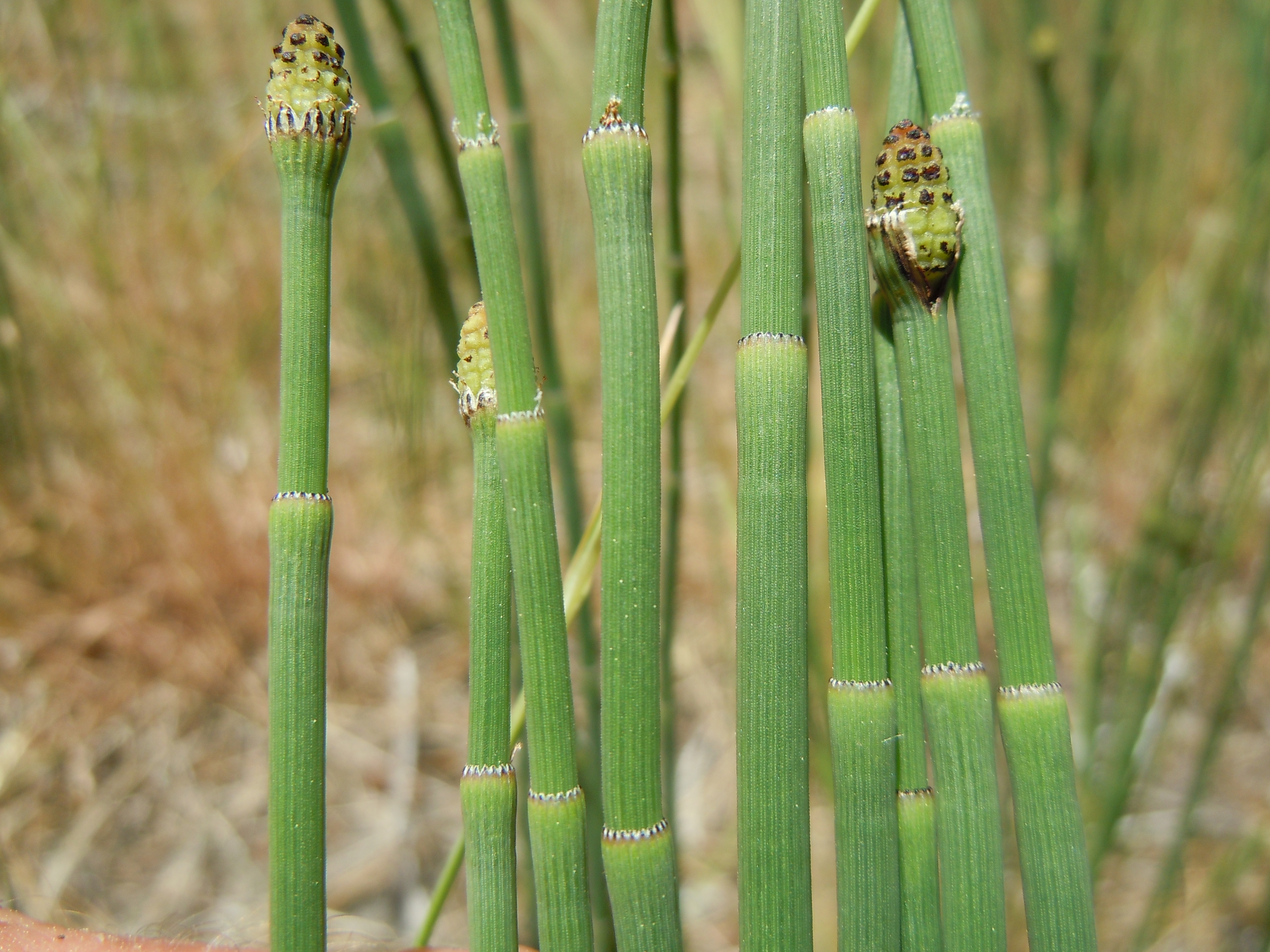 A grouping of stems with jointed stems and cones clearly visible