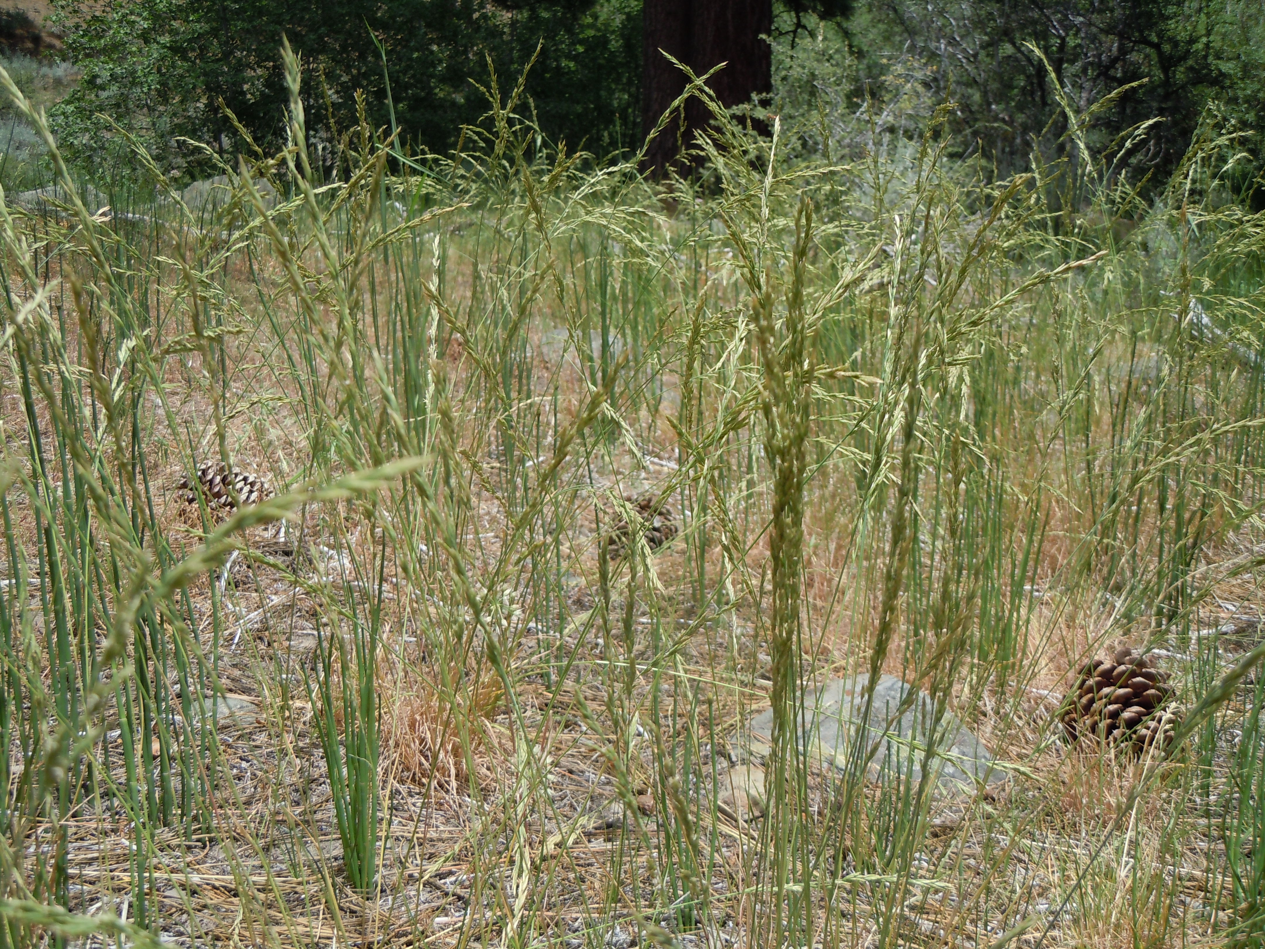 A community of smooth horsetail displaying its slightly clustered growth habit