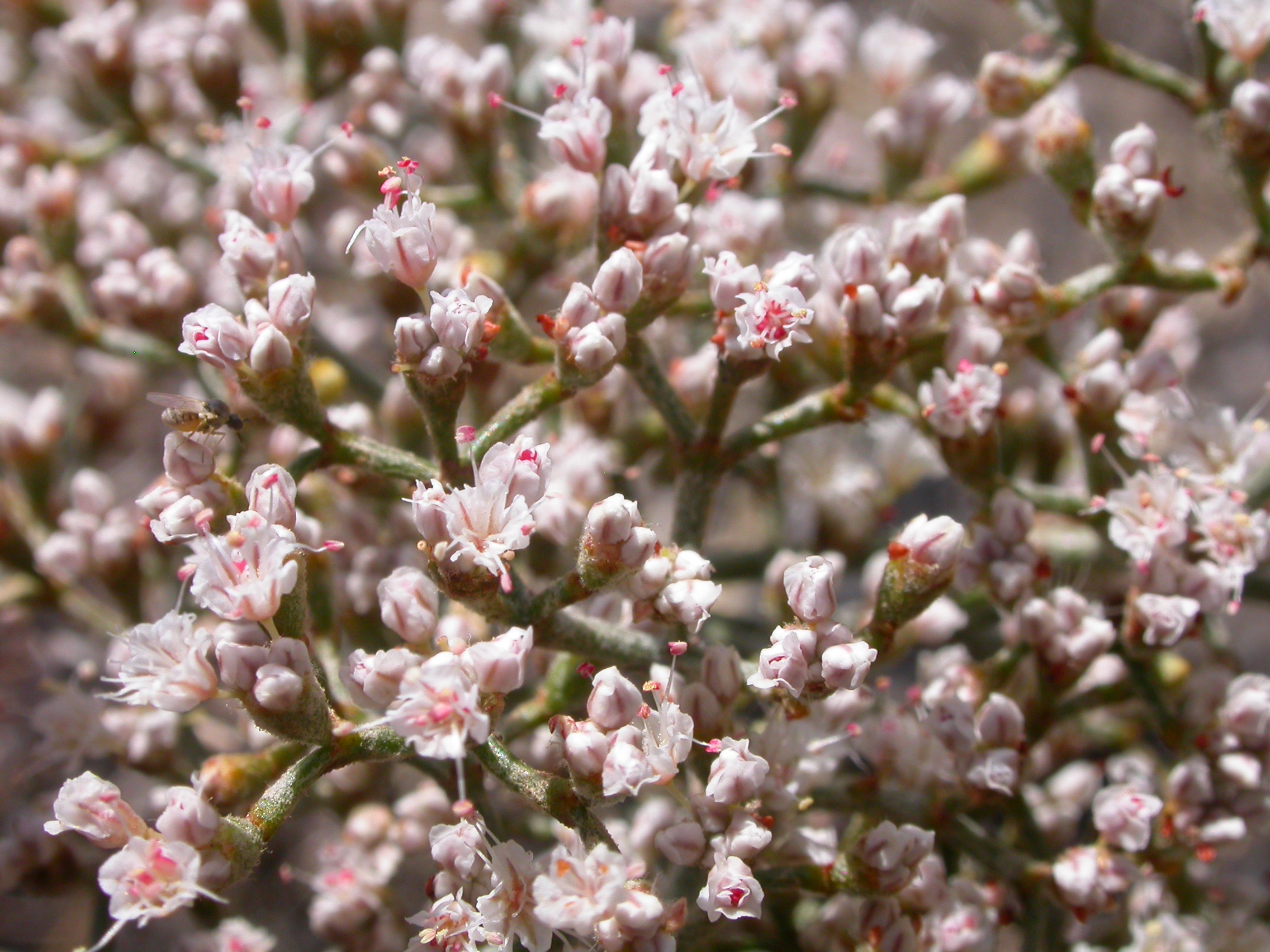 White and pink flowers of Eriogonum microthecum, slender buckwheat