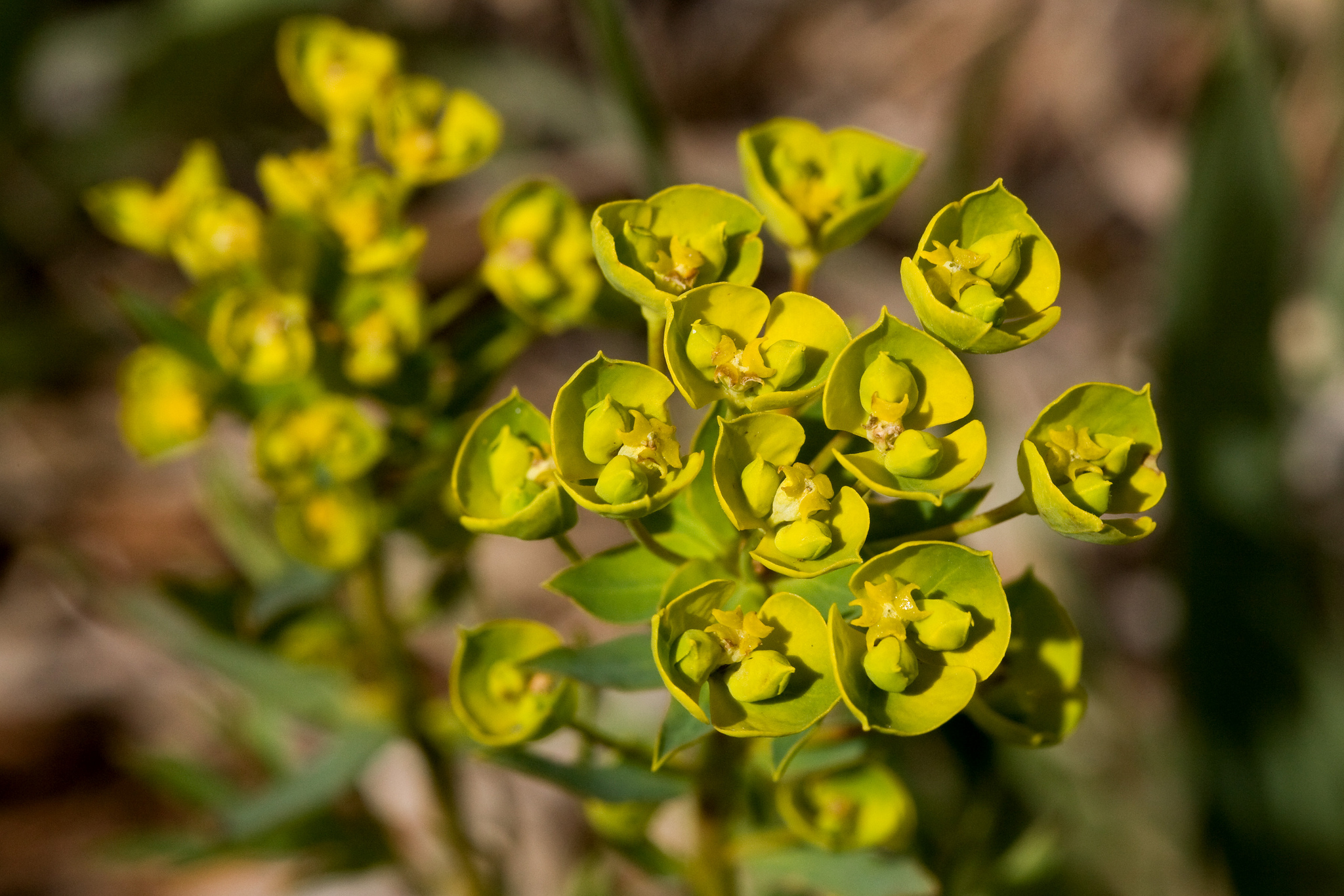 Cluster of small yellow flowers surrounded by yellow-green bracts