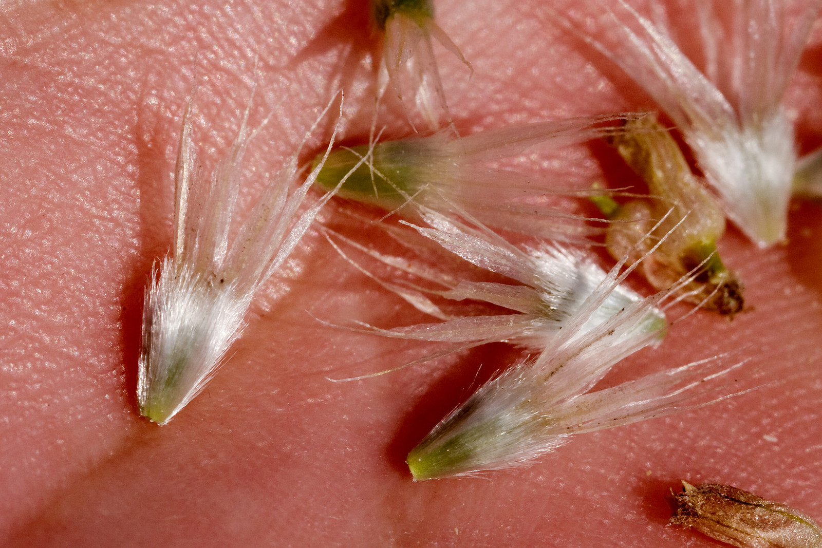 Seeds with white tufts at the ends