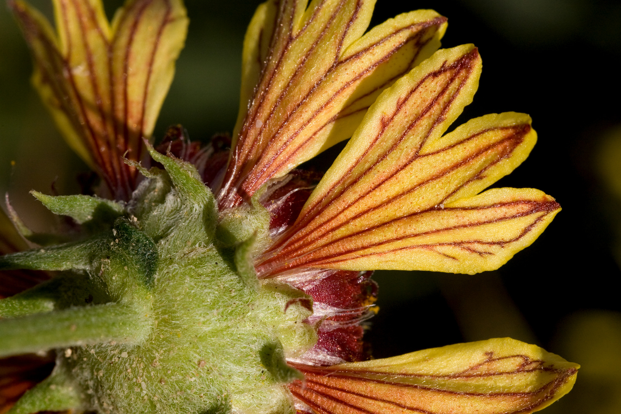 One example of a petal coloration: yellow tridentate petals with red veins