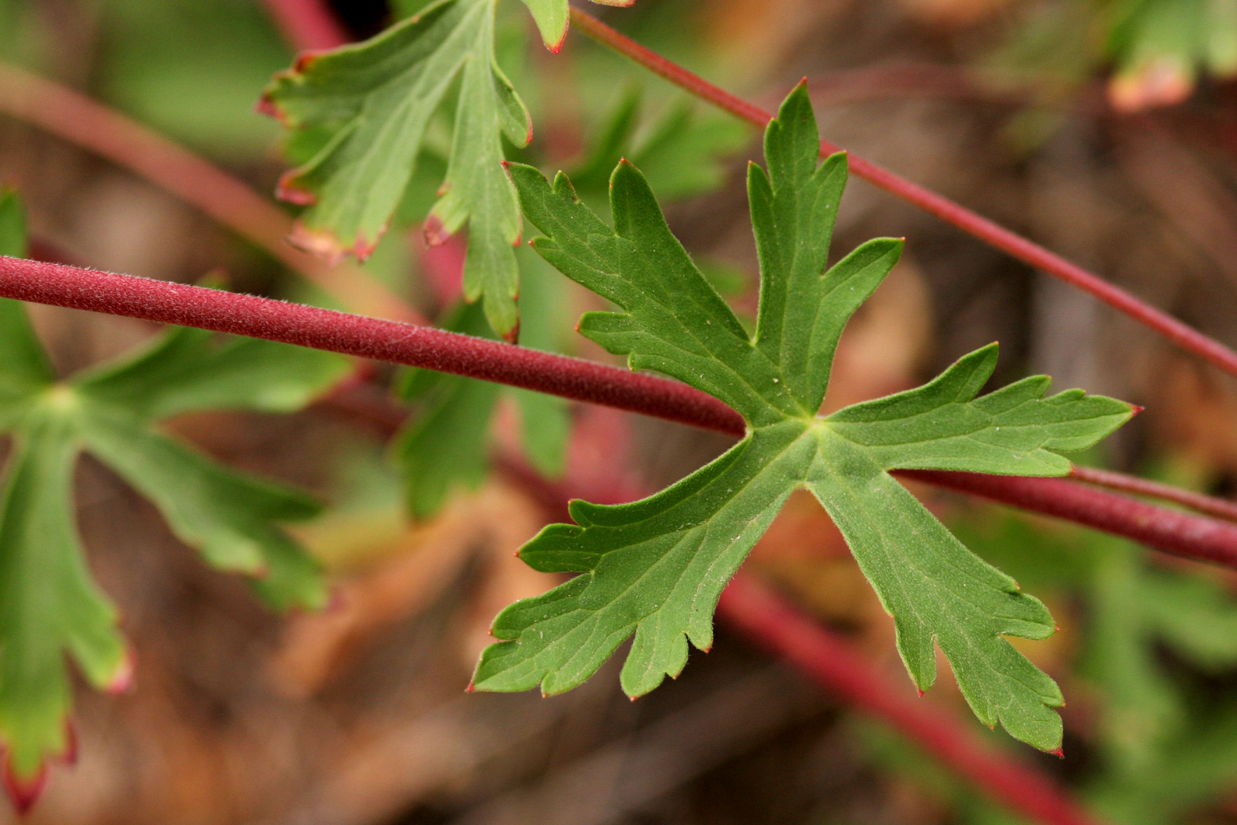 Palmately cleft leaves and red stems of Geranium caespitosum