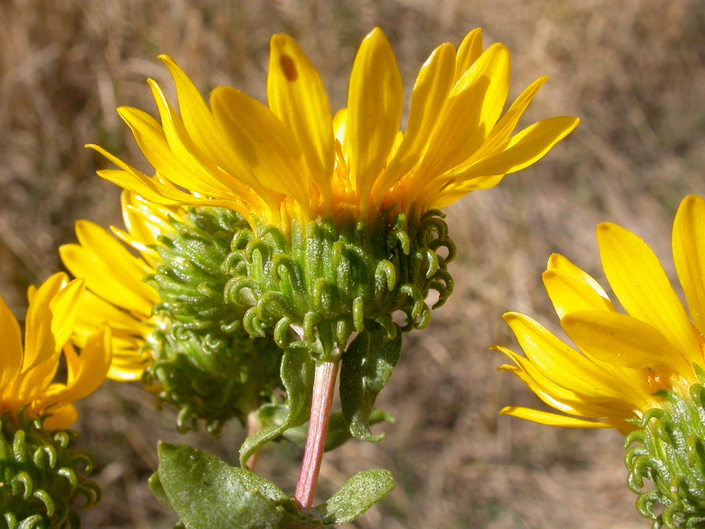 Side view of a flower, showing involucral bracts surrounding the entire base of the flower