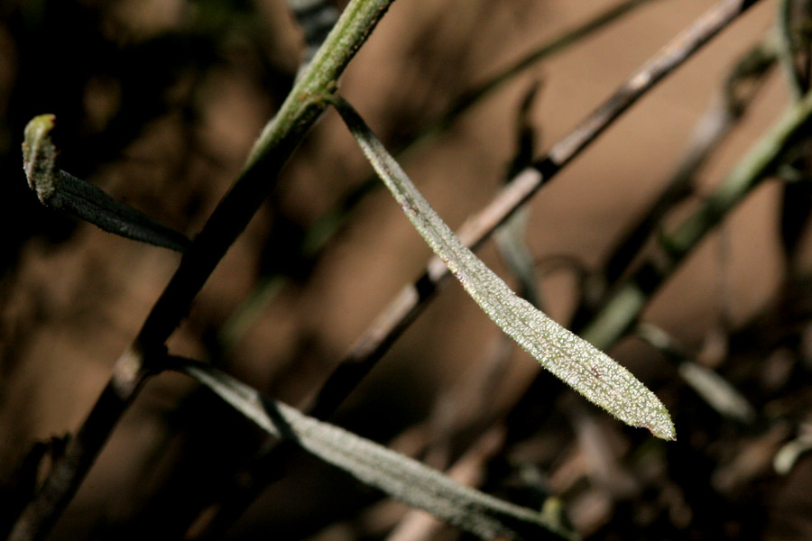 Close-up of dusky green linear leaf