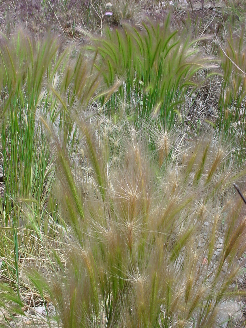 Tufty growth habit of several plants, some with reddish brown seedheads and some with greener seedheads