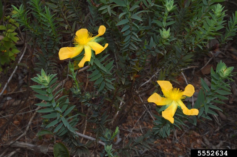 Growth habit with upright stems and narrow, oblong foliage all the way up to a terminal flower