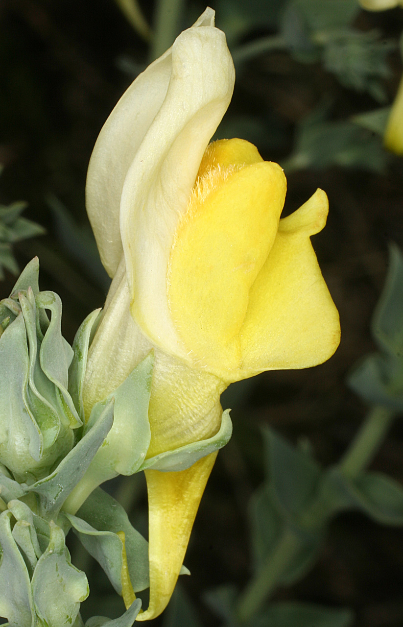 Close-up of a flower, showing creamy yellow coloration and  distinctive shape