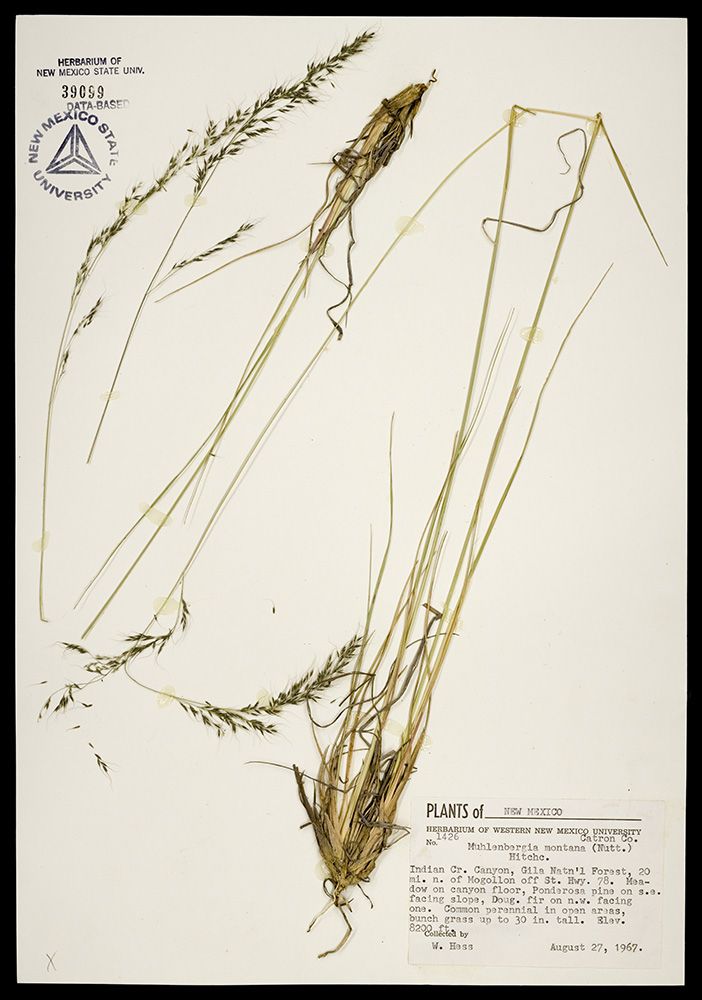 Herbarium specimen showing base of plant, stems, and inflorescence
